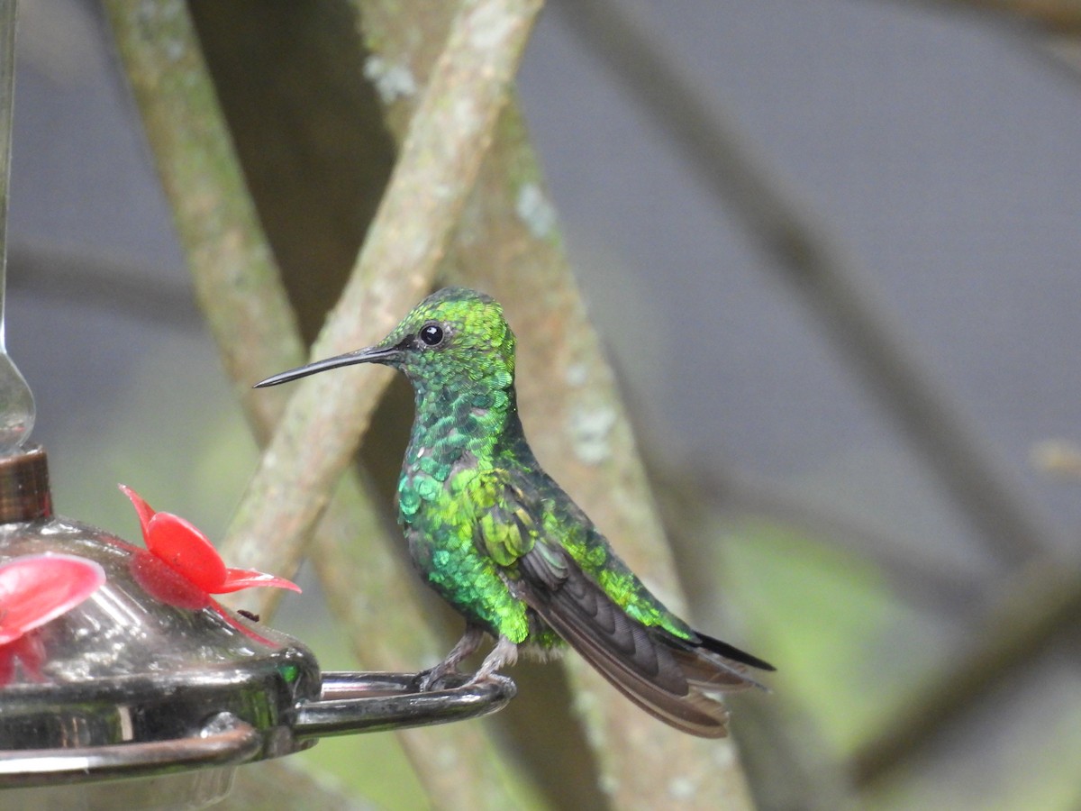 kolibřík blýskavý - ML616026368