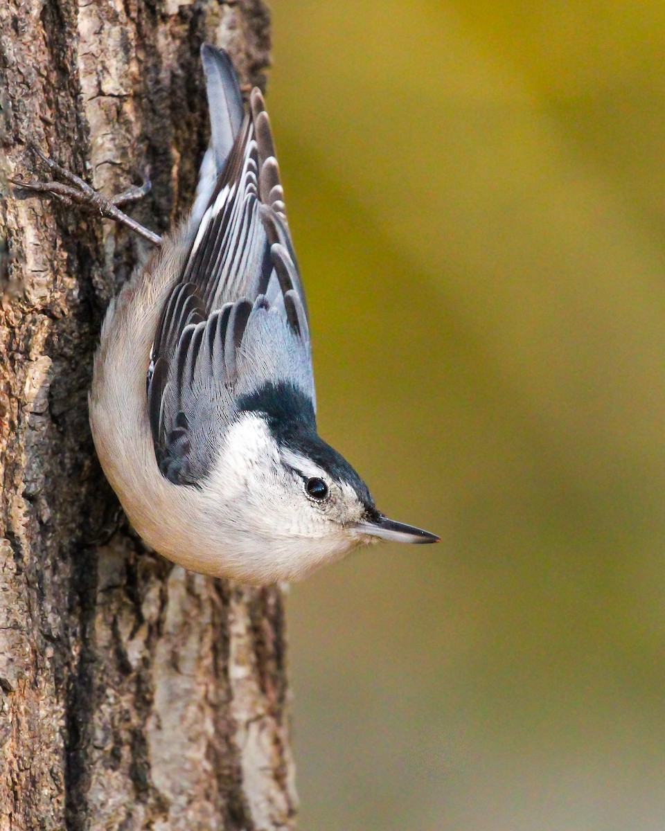 White-breasted Nuthatch - Richard  Lechleitner