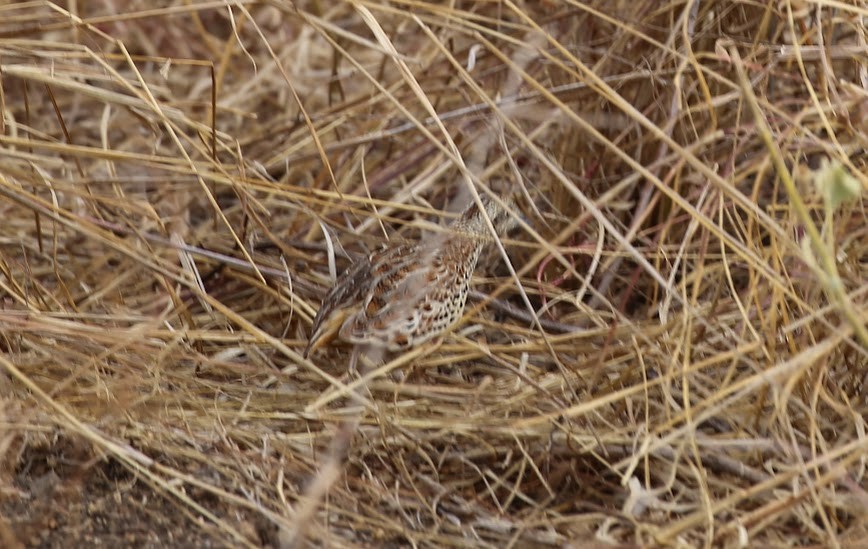 Small Buttonquail - Kevin Sarsfield