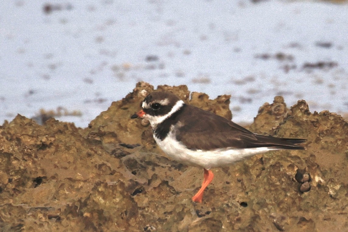 Common Ringed Plover - ML616026885