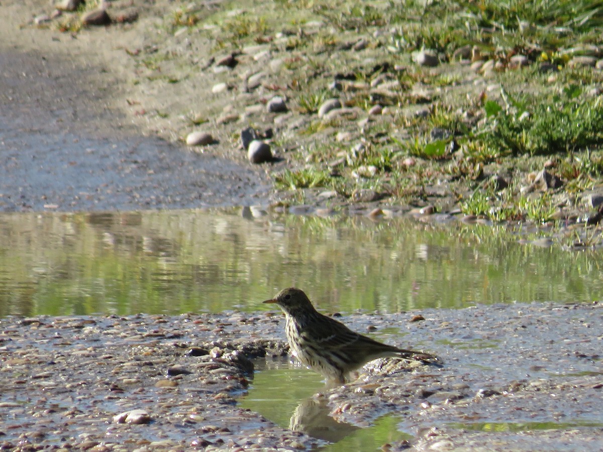 Meadow Pipit - ML616026986
