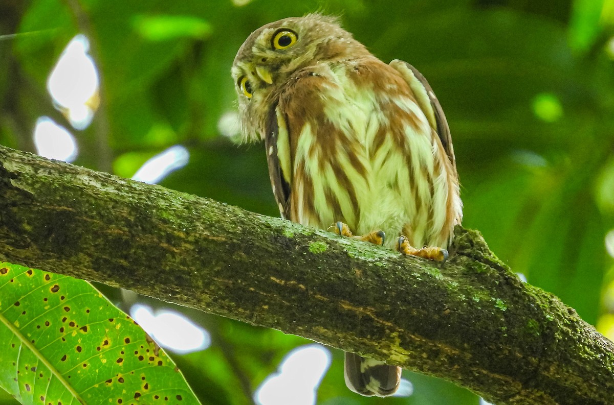 Least Pygmy-Owl - ML616027063