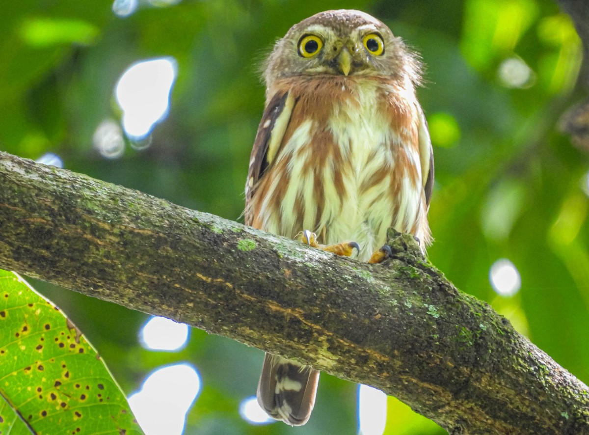 Least Pygmy-Owl - José Silvestre Vieira