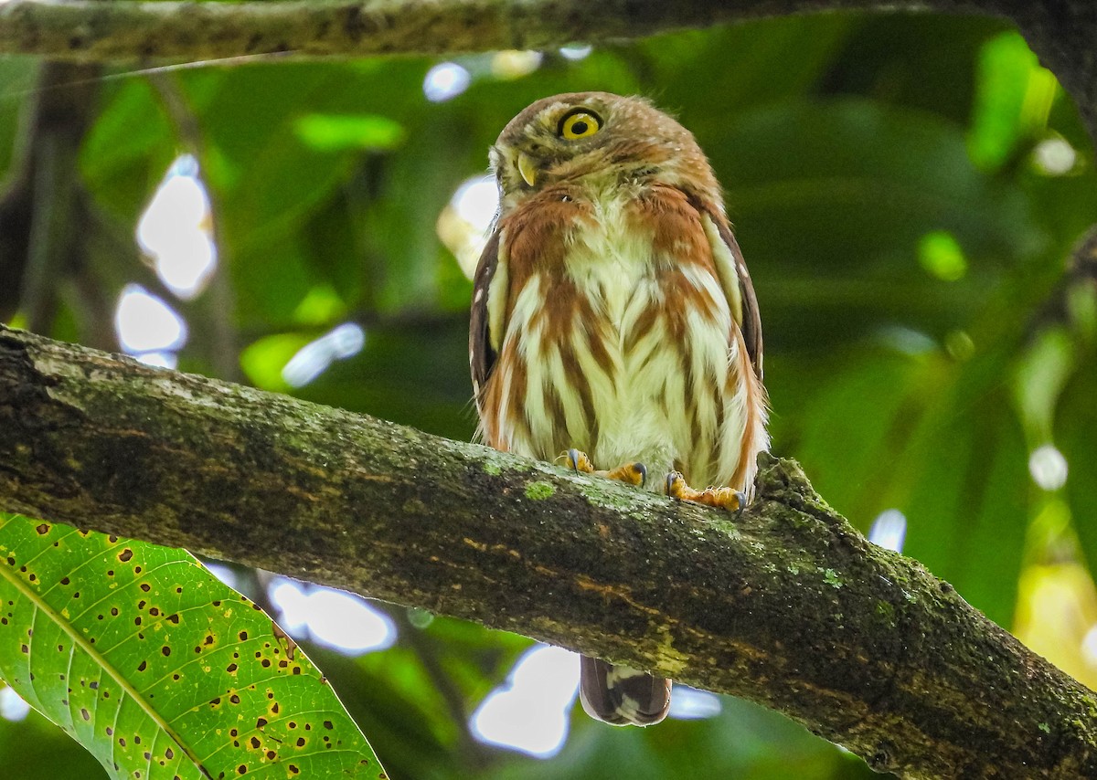 Least Pygmy-Owl - ML616027065