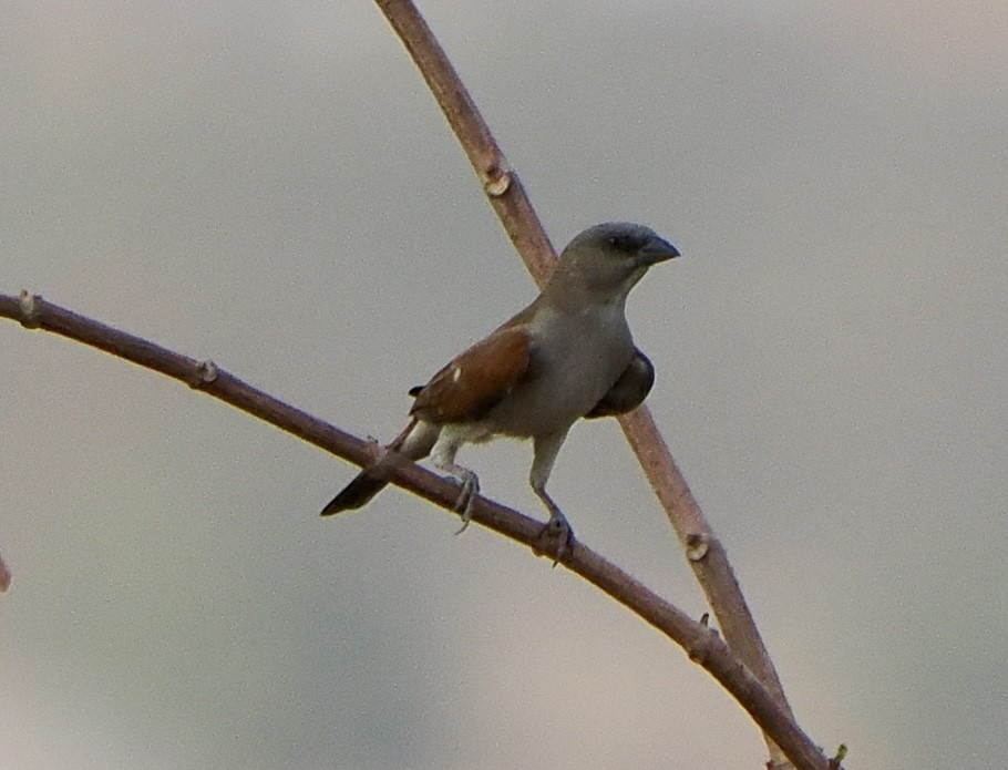 Northern Gray-headed Sparrow - ML616027264