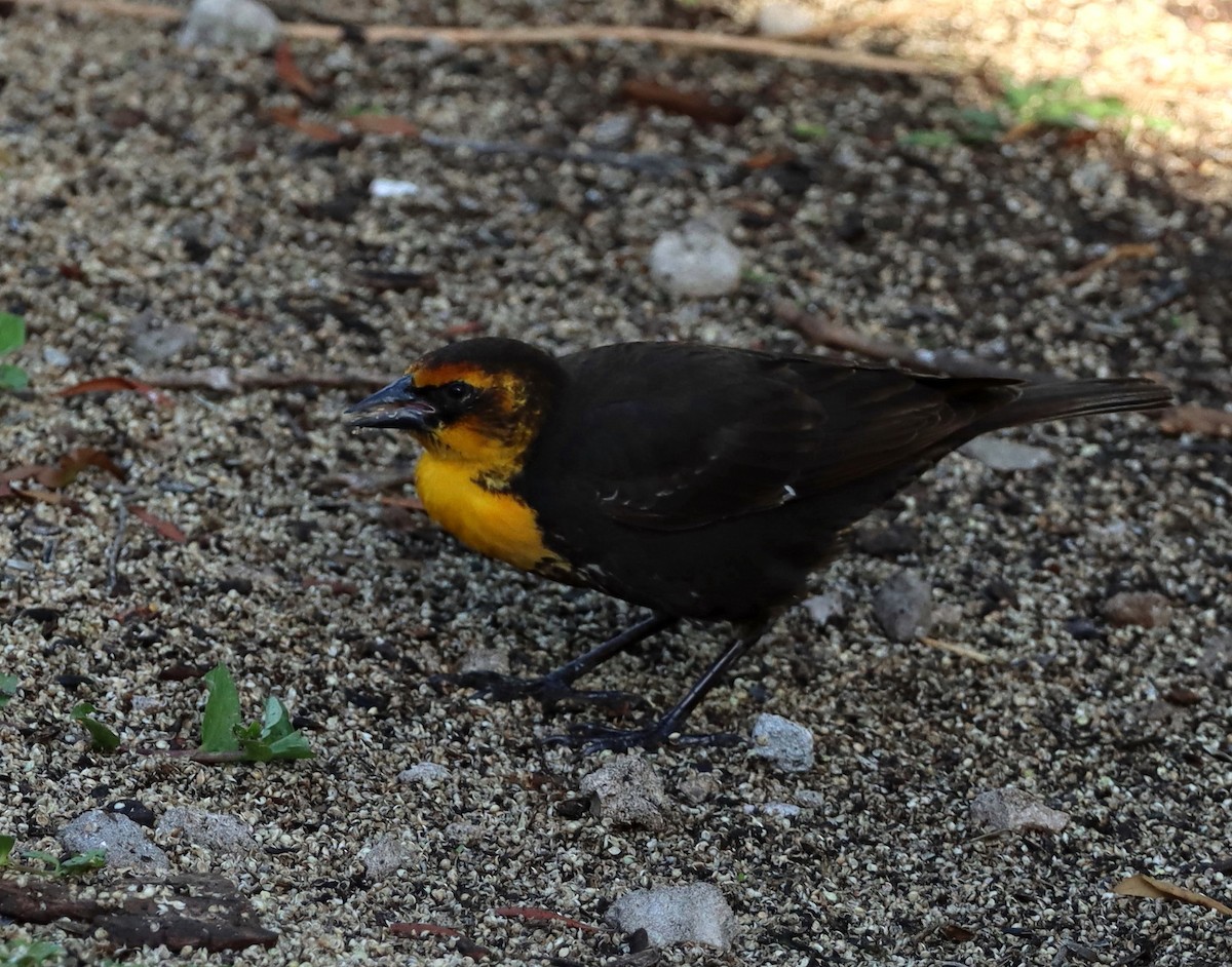 Yellow-headed Blackbird - ML616027306