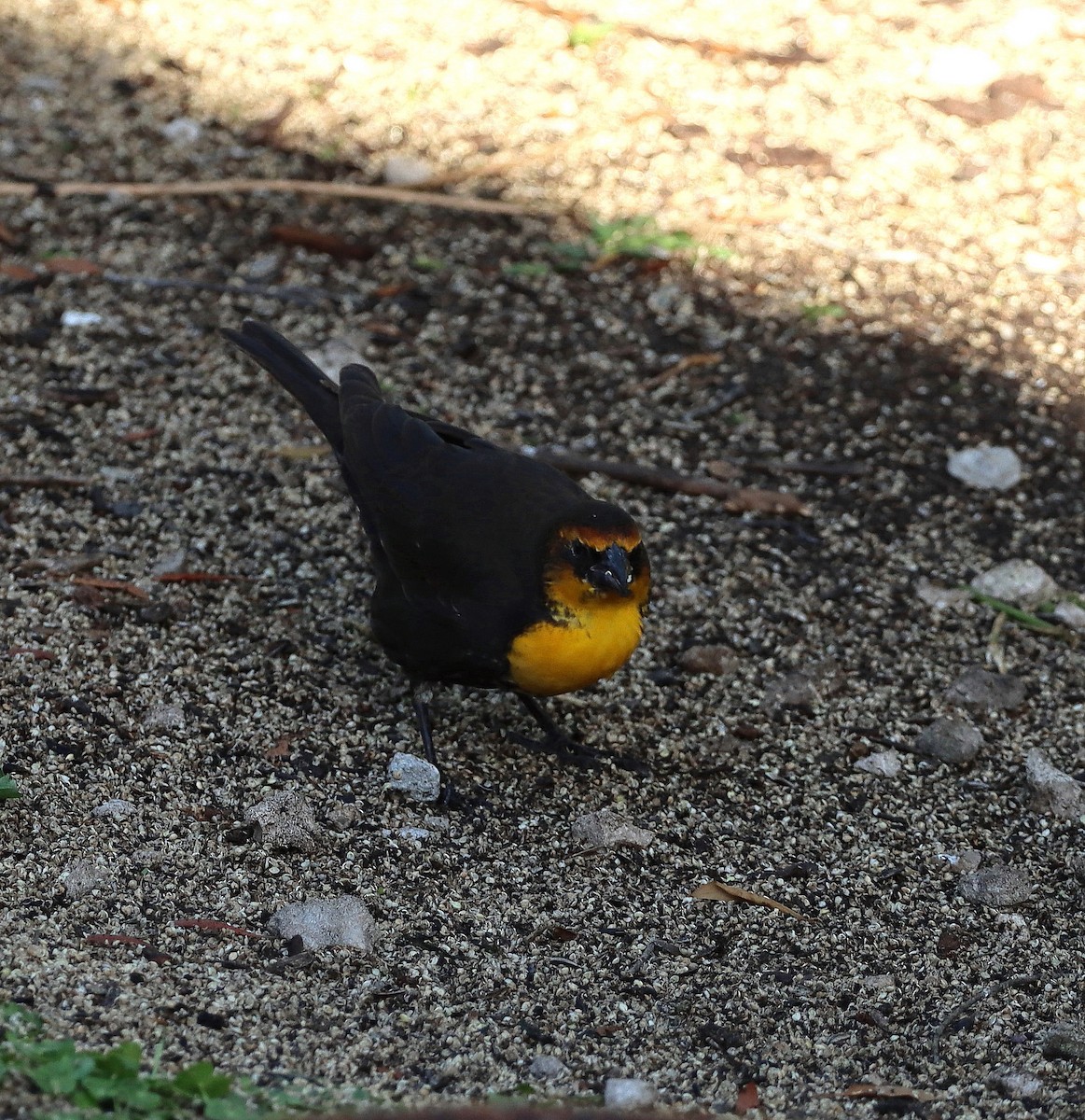 Yellow-headed Blackbird - ML616027325