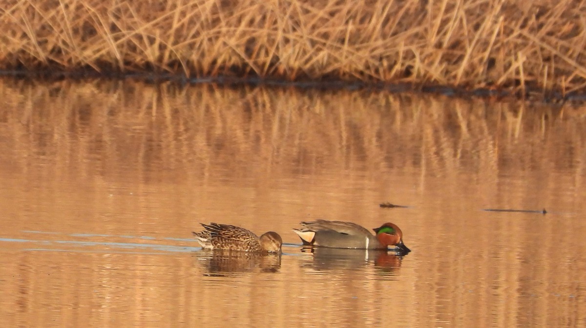 Green-winged Teal - ML616027340
