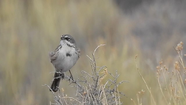 Sagebrush Sparrow - ML616027508