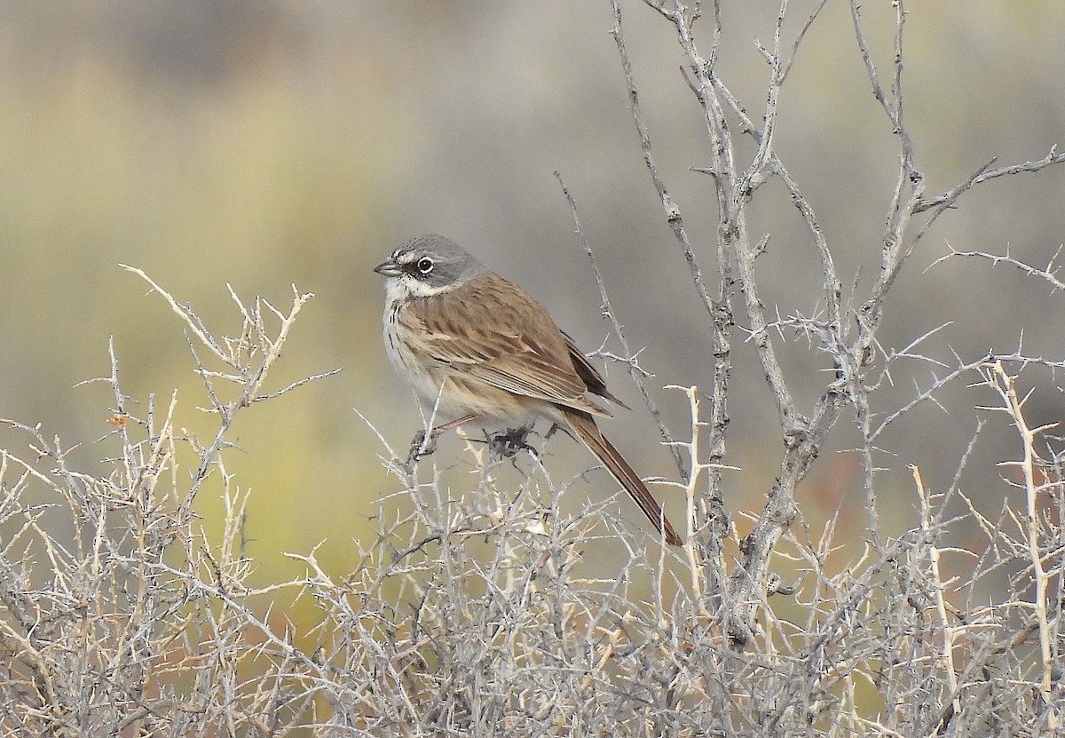 Sagebrush Sparrow - ML616027512