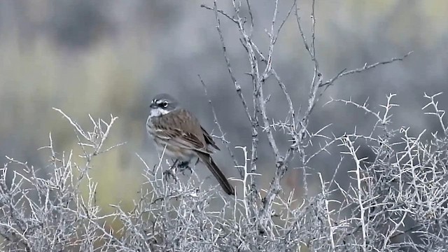 Sagebrush Sparrow - ML616027524
