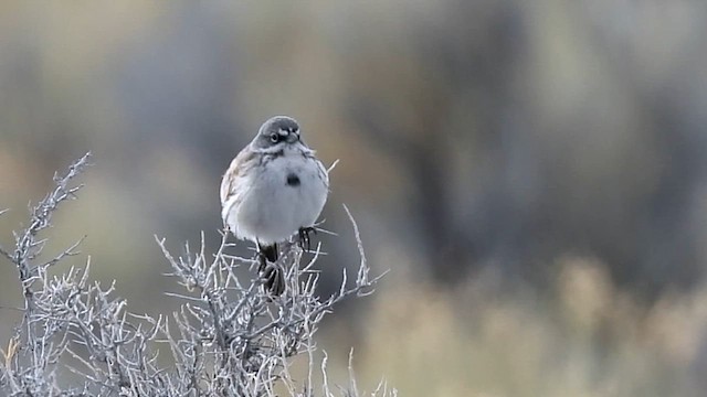 Sagebrush Sparrow - ML616027532