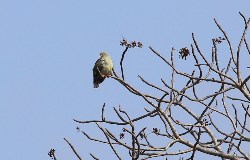 African Green-Pigeon - Kevin Sarsfield