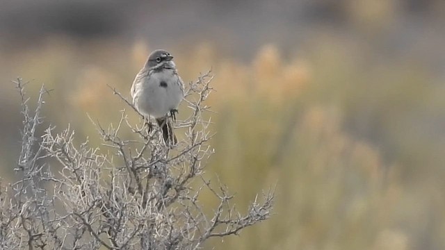 Sagebrush Sparrow - ML616027557