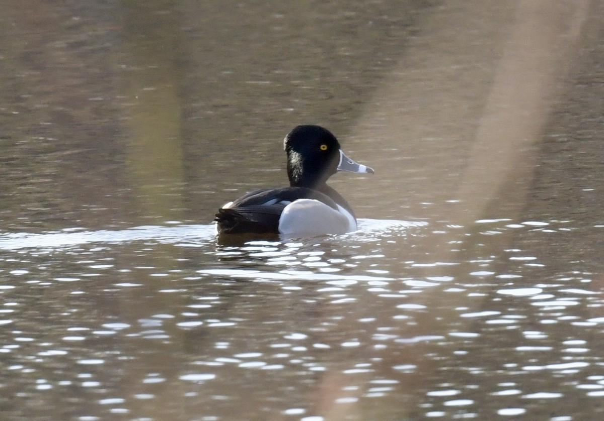 Ring-necked Duck - ML616027625
