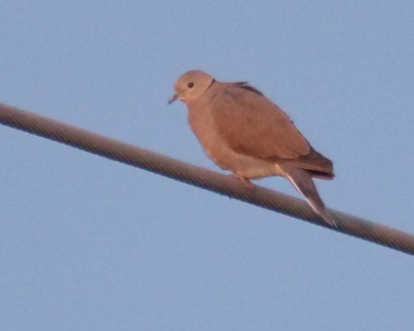 Red Collared-Dove - ML616027683
