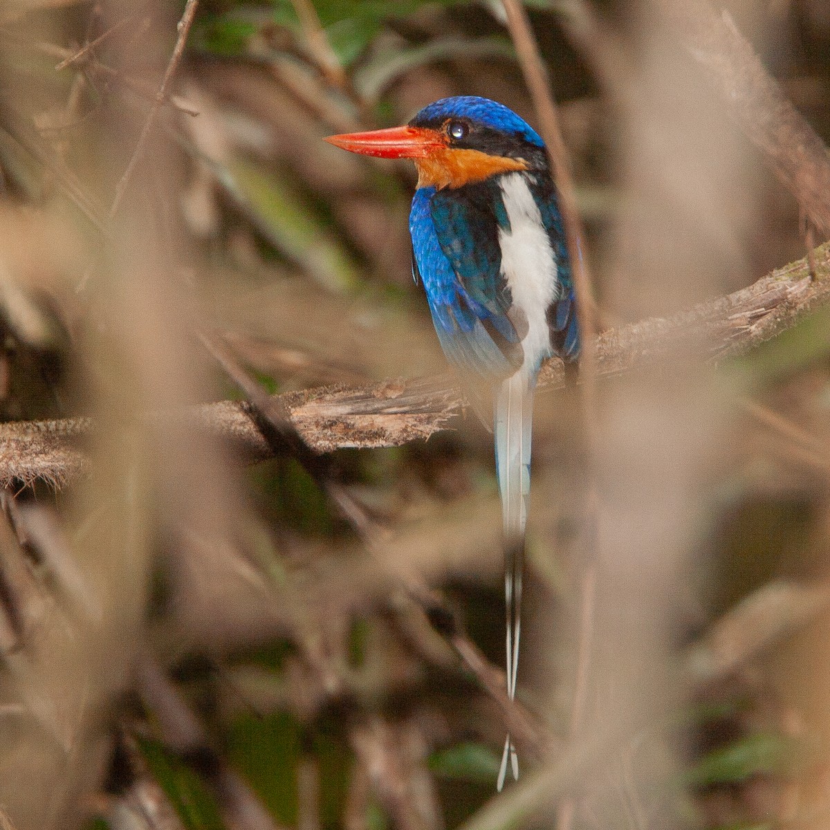Buff-breasted Paradise-Kingfisher - Werner Suter