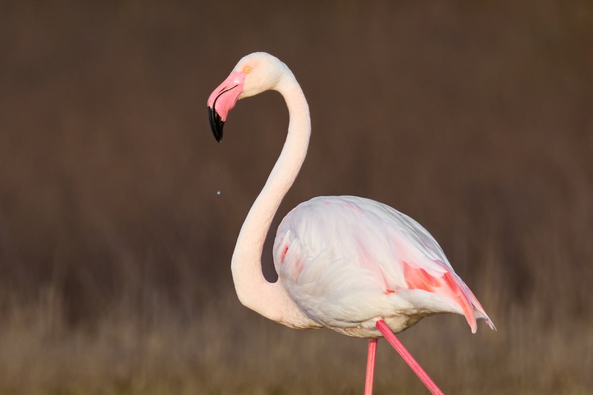Greater Flamingo - ML616027898