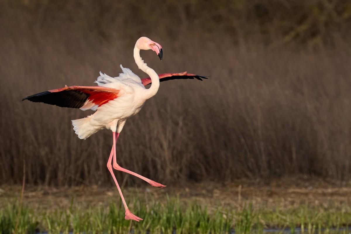 Greater Flamingo - Gonzalo Astete Martín