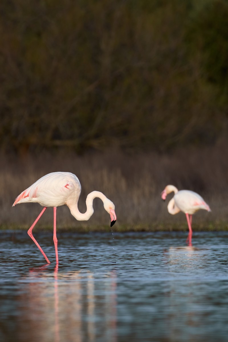 Greater Flamingo - ML616027906