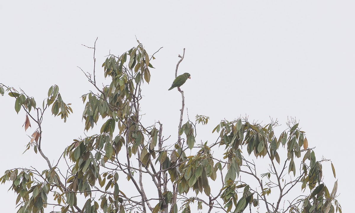 Golden-winged Parakeet - ML616027948