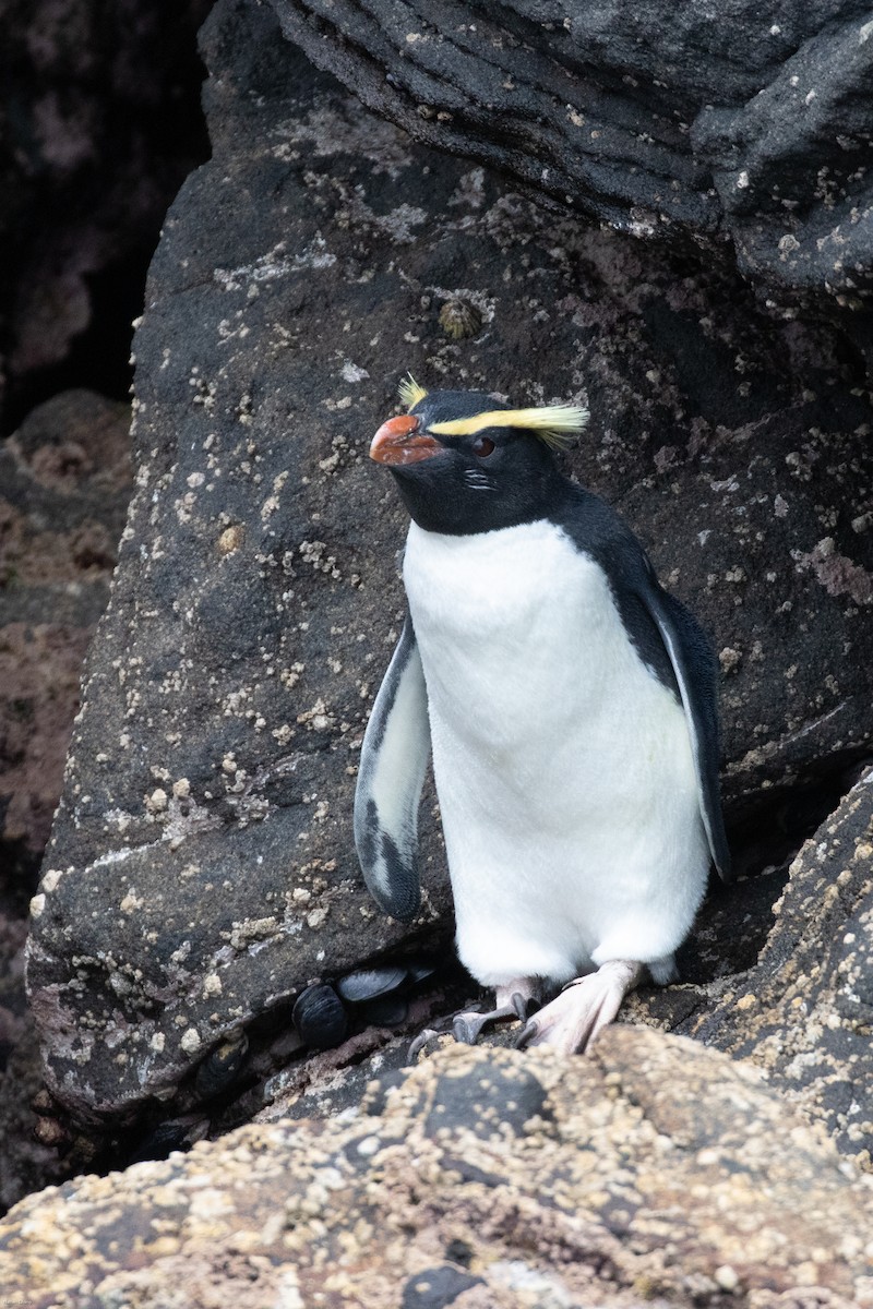 Fiordland Penguin - Nathan Chang
