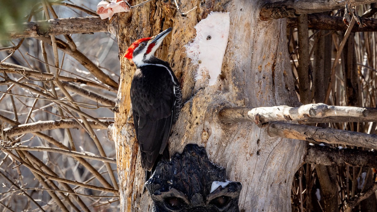 Pileated Woodpecker - ML616028160