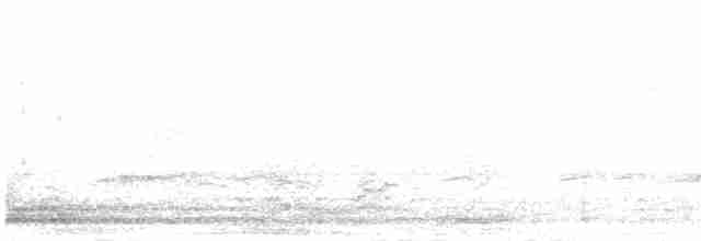 ברווז קרח - ML616028194