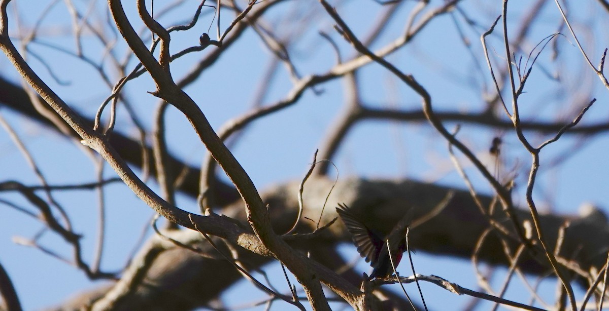 Purple-throated Sunbird (Purple-throated) - ML616028461