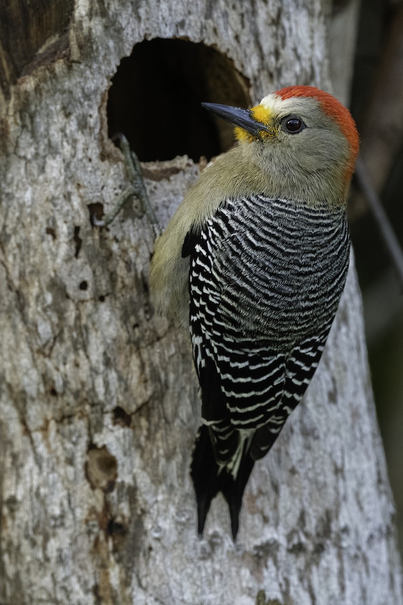Yucatan Woodpecker - ML616028839