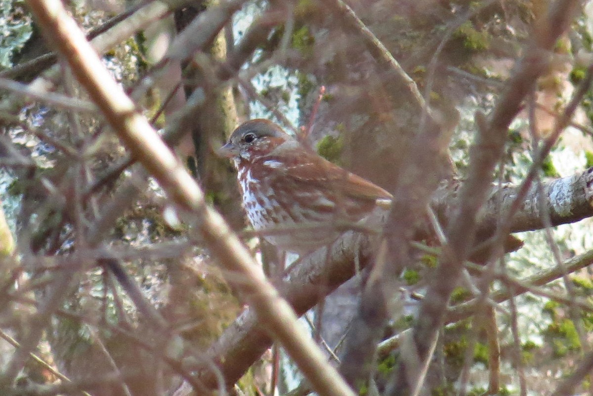 Fox Sparrow (Red) - ML616028858