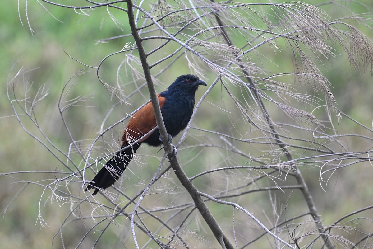 Grand Coucal (groupe sinensis) - ML616028896