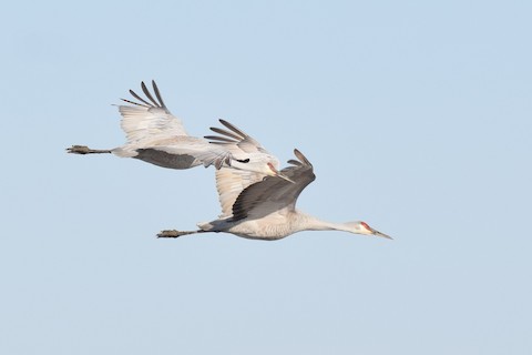 NCC: Sandhill crane