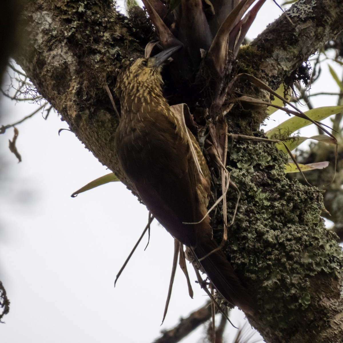 Strong-billed Woodcreeper - ML616028957