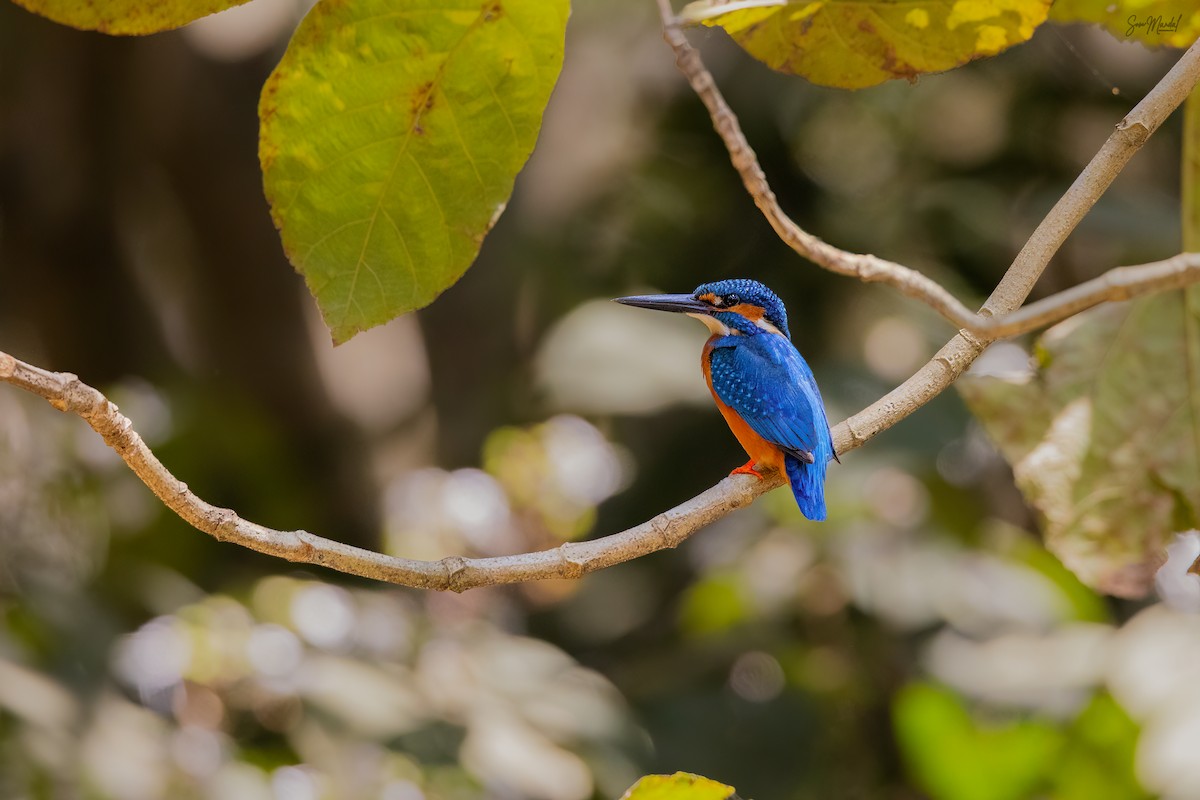 Common Kingfisher - Som Mandal