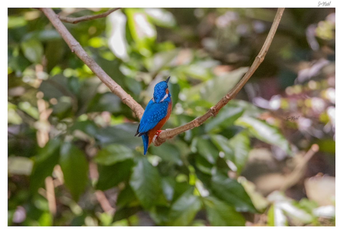 Common Kingfisher - Som Mandal