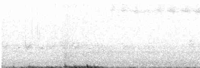 Широкохвістка далекосхідна - ML616029092