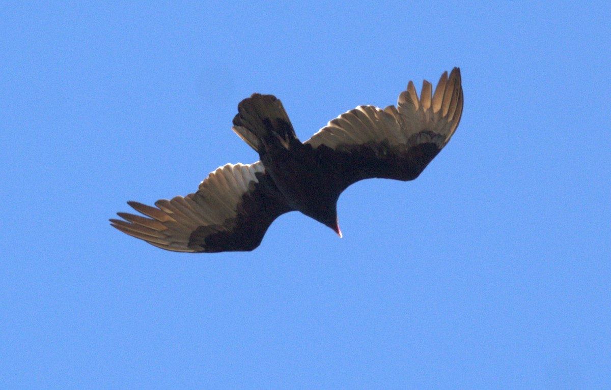 Turkey Vulture - ML616029110
