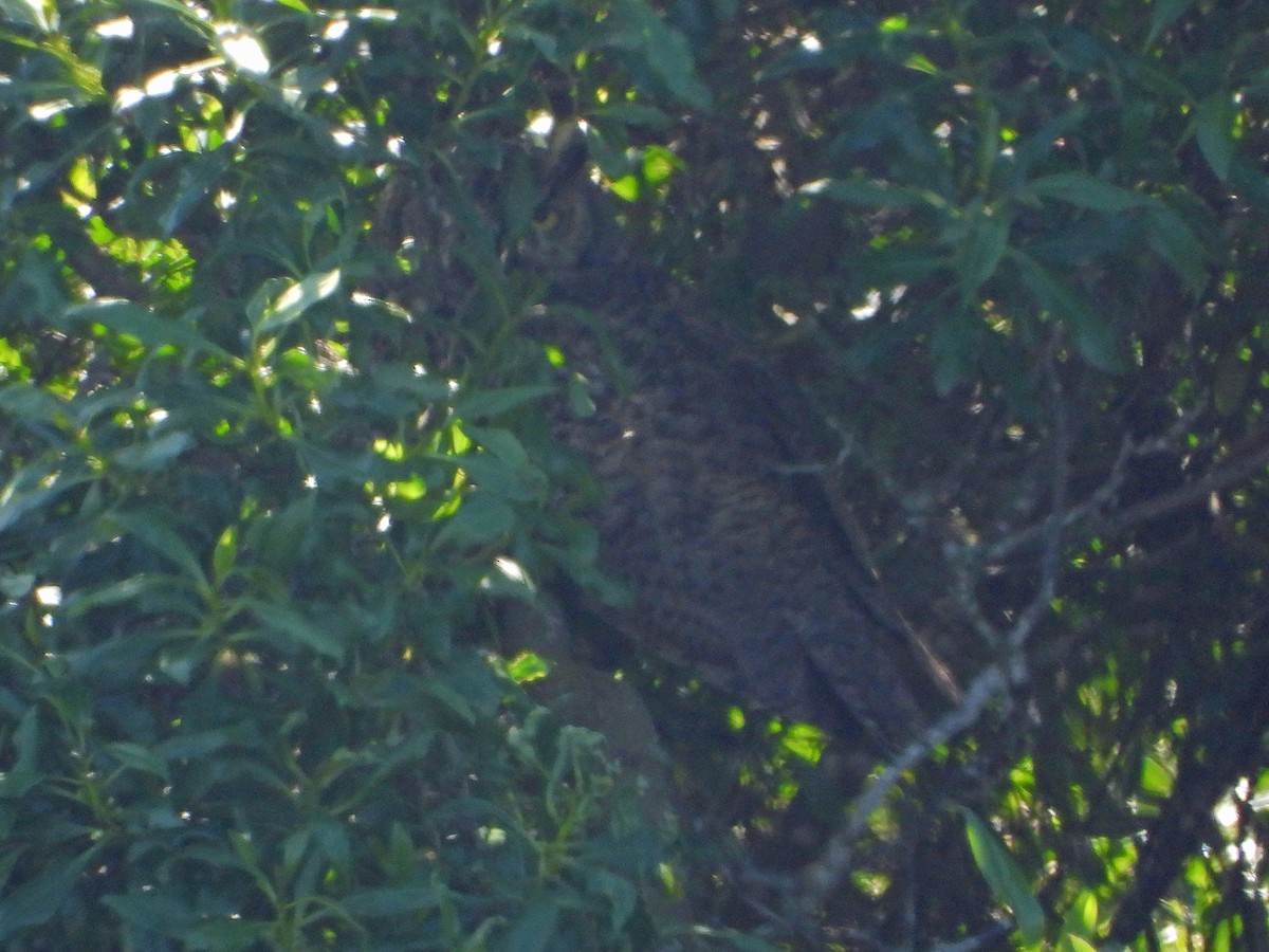 Great Horned Owl - ML616029186