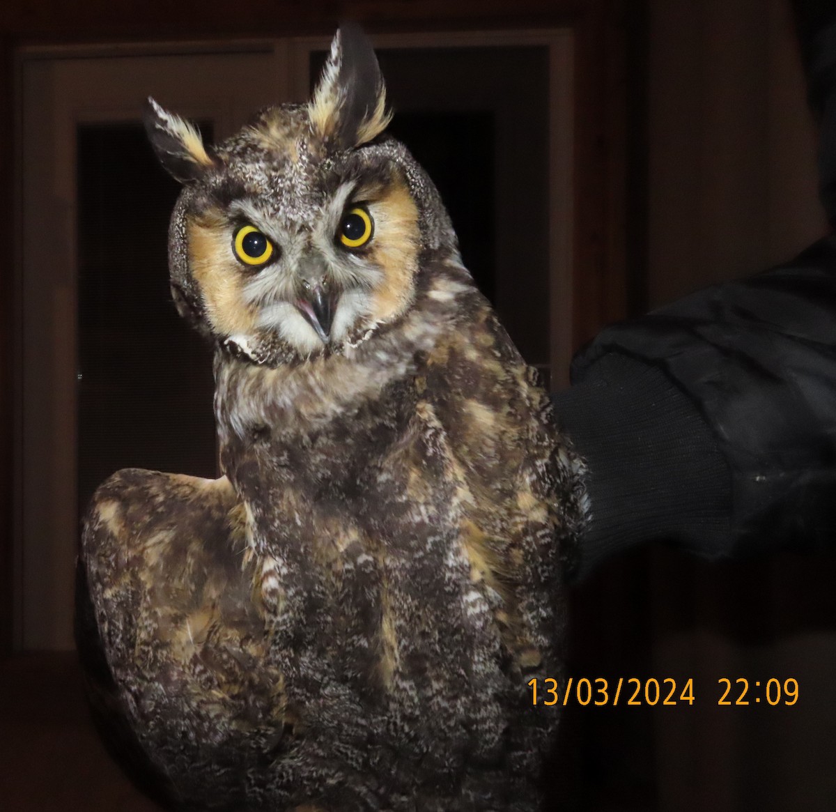Long-eared Owl - ML616029202