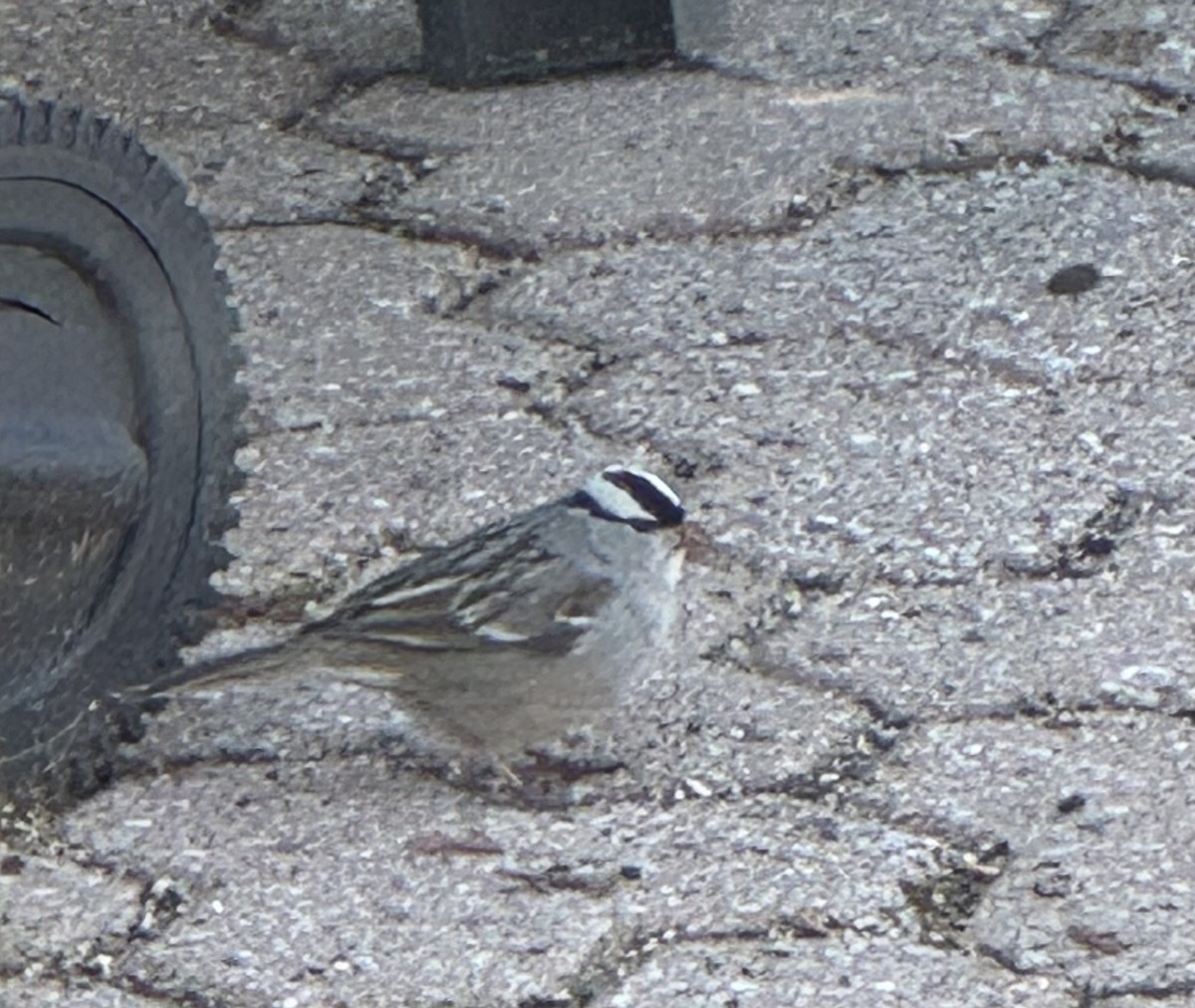 White-crowned Sparrow - ML616029415