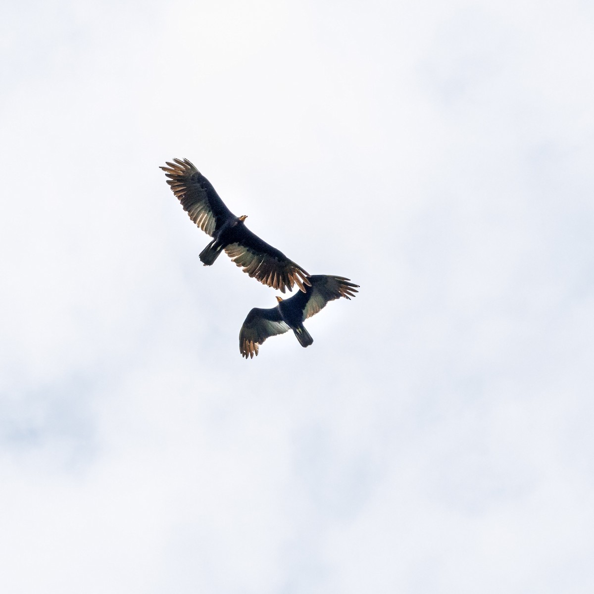 Greater Yellow-headed Vulture - ML616029447