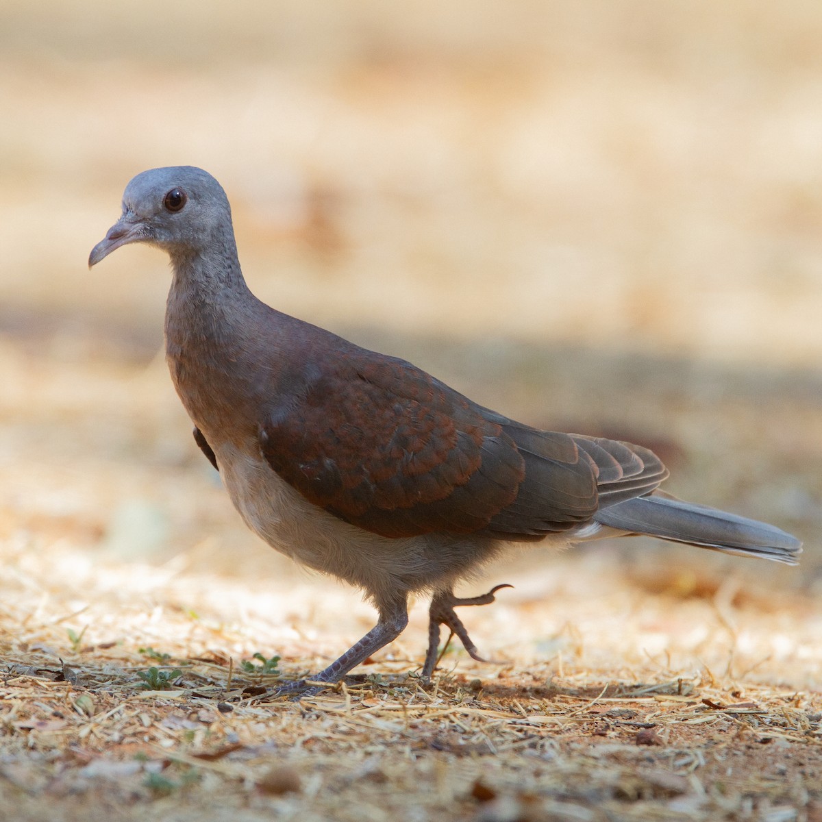 Malagasy Turtle-Dove - Werner Suter