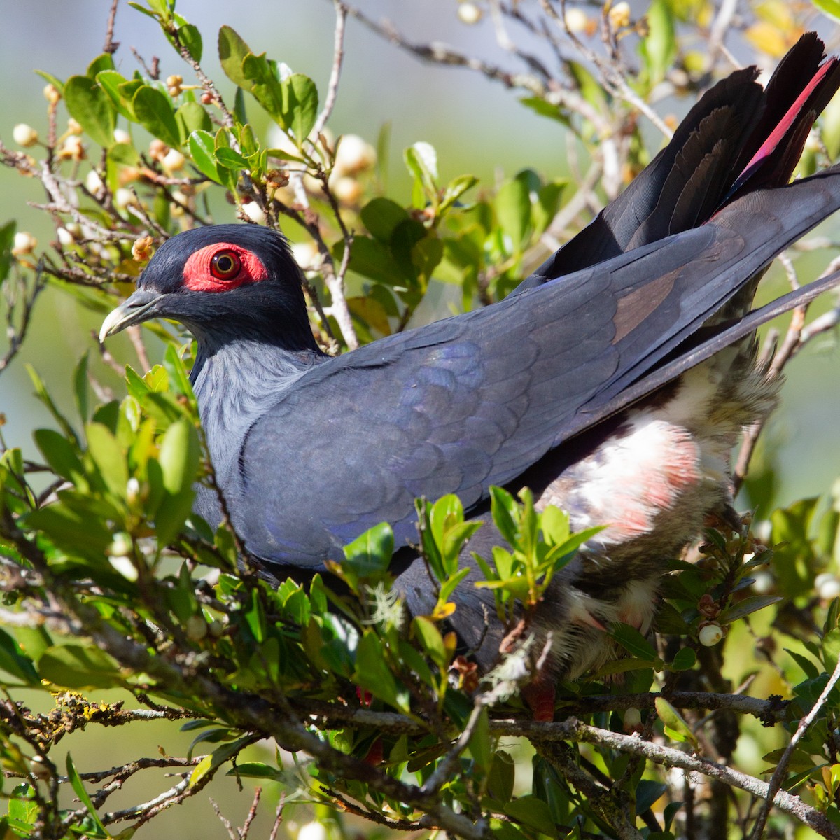 Madagascar Blue-Pigeon - ML616029566