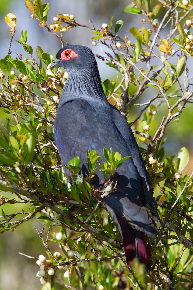 Madagascar Blue-Pigeon - ML616029606
