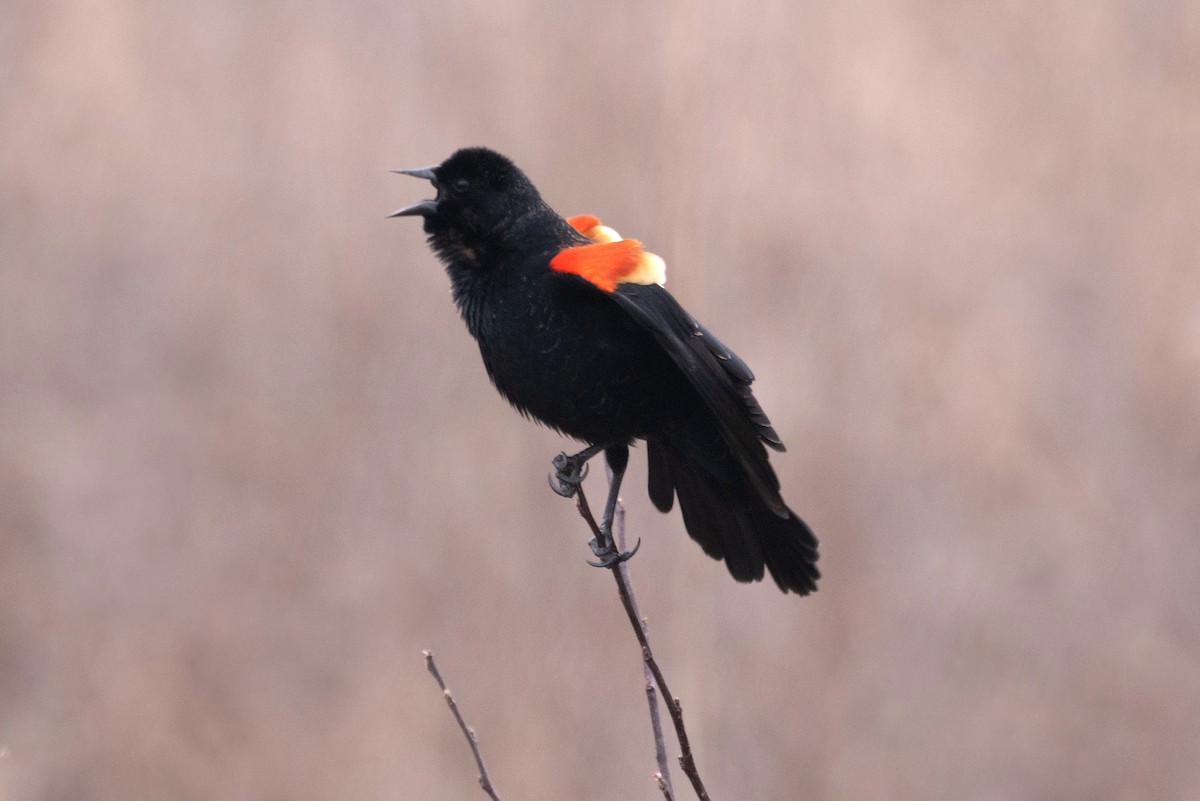 Red-winged Blackbird - Sandeep Biswas