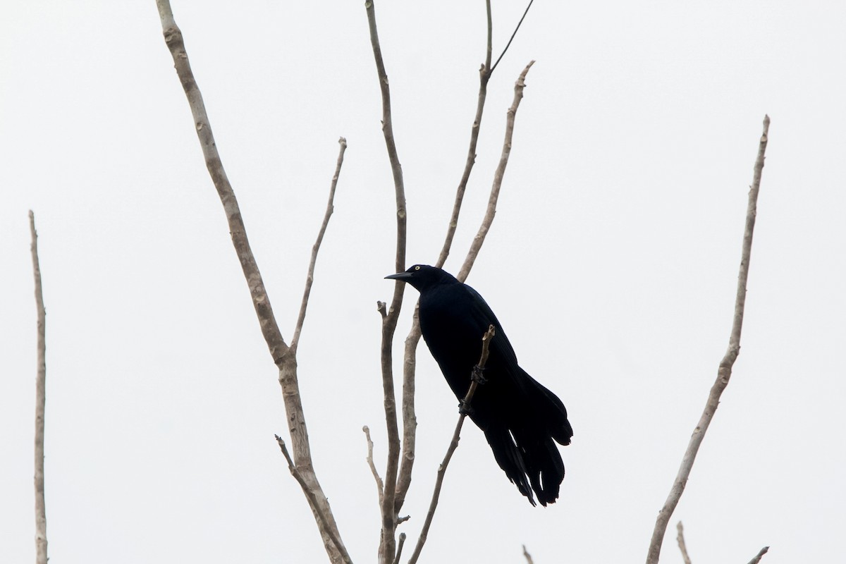Great-tailed Grackle - ML616029909