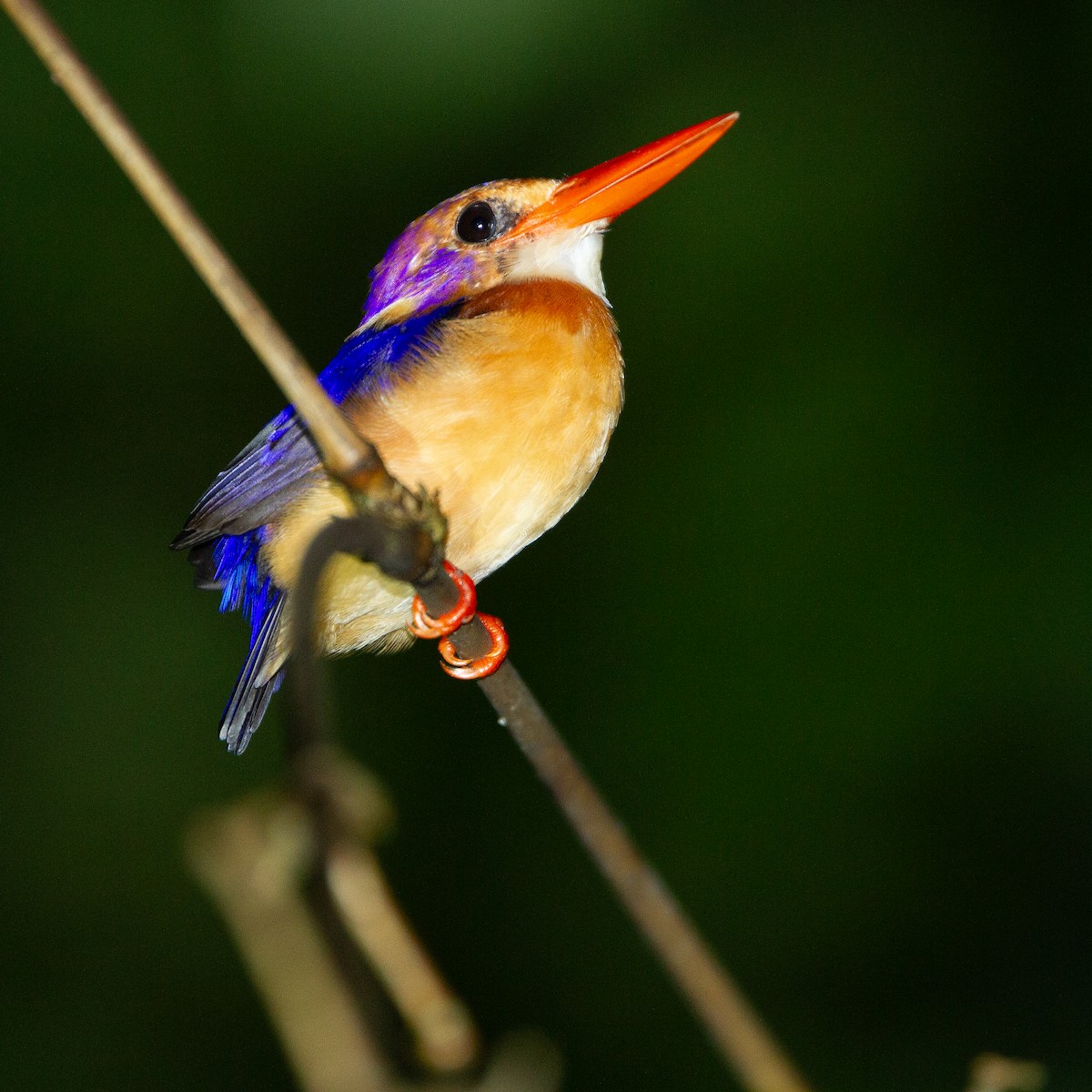 African Pygmy Kingfisher - Werner Suter