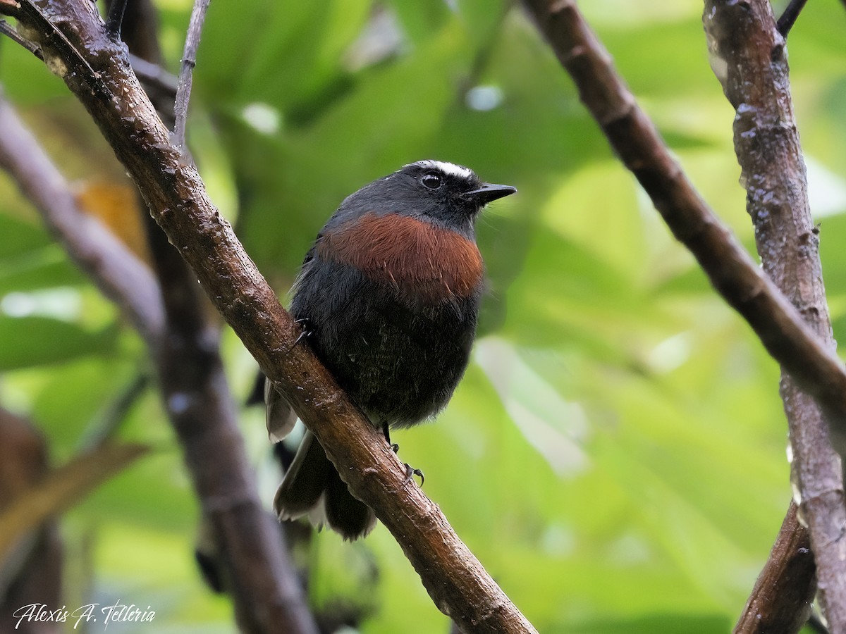 Maroon-belted Chat-Tyrant - ML616030248