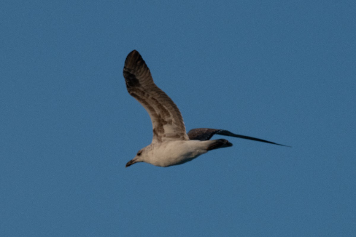 Lesser Black-backed Gull - Bente Torvund